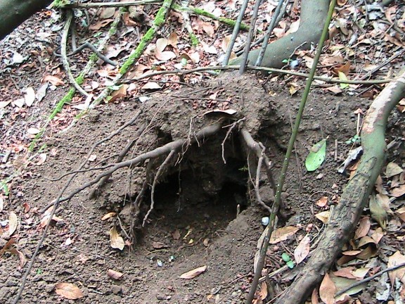 Inquietanti tracce in una villa...al centro di Roma!!!